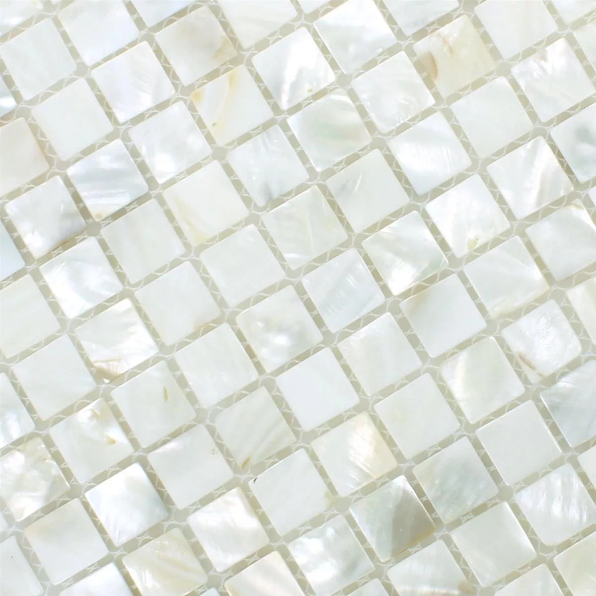 Mosaico Cozze Kordon Bianco